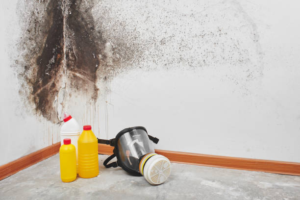 Best Post-Flood Mold Remediation in Wagener, SC