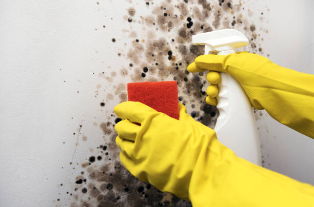 Best Insurance-Related Mold Remediation in Wagener, SC