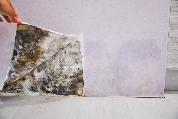 Best Kitchen Mold Remediation in Wagener, SC